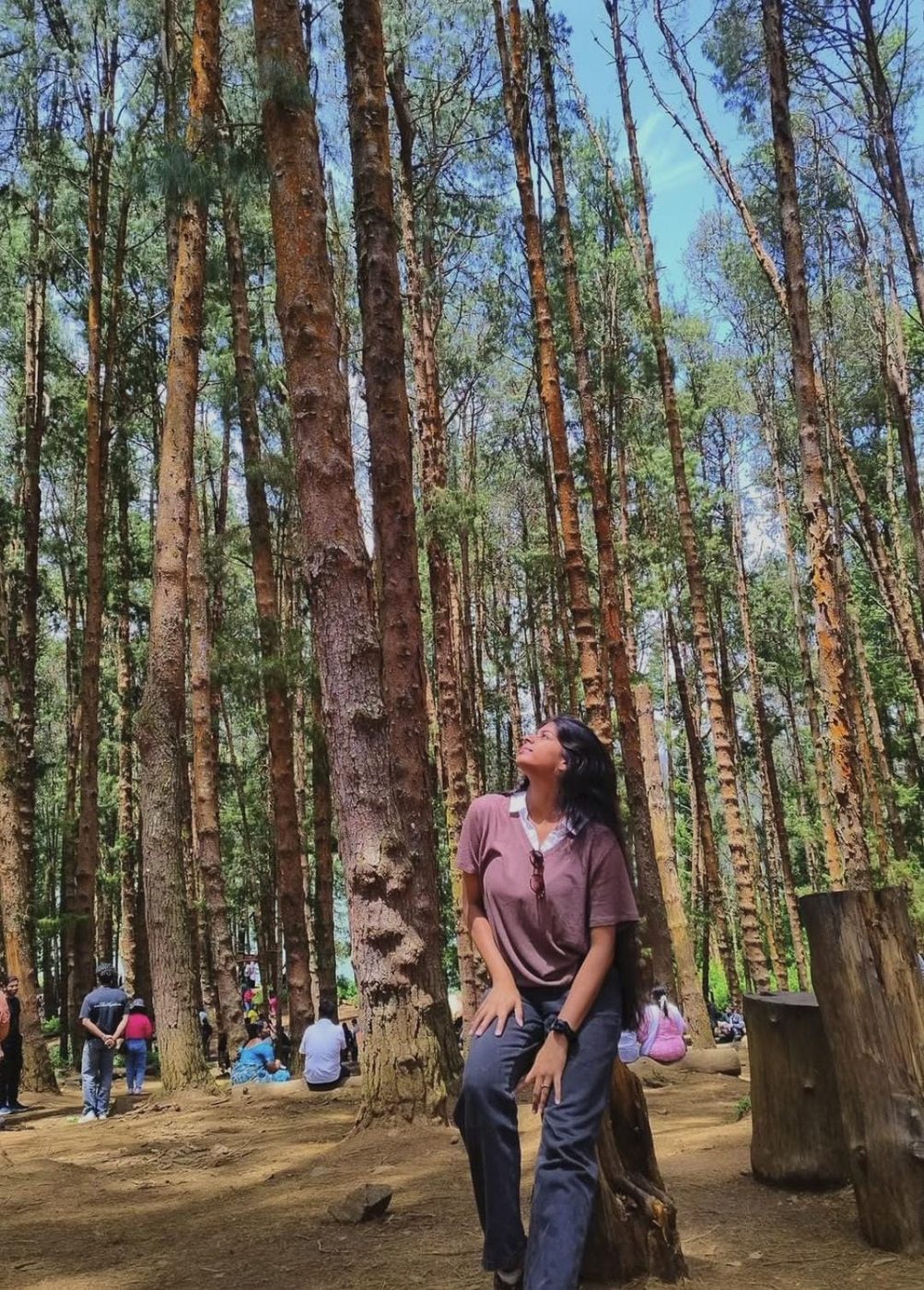 Pine forest, looking up